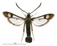 Synanthedon tipuliformis (male). Sesiidae: Sesiinae. 