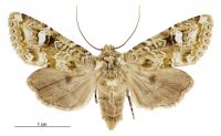 Graphania plena (female). Noctuidae: Noctuinae. 