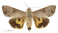 Hypocala deflorata (male). Erebidae: Hypocalinae. Irregular migrant to New Zealand