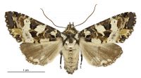 Meterana pauca (female). Noctuidae: Noctuinae. 