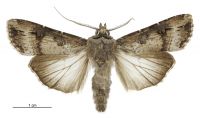 Agrotis ipsilon (male). Noctuidae: Noctuinae. 