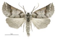 Declana junctilinea (female). Geometridae: Ennominae. 