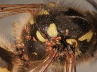 Pneumolaelaps niutirani on a wasp