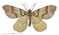 Helastia siris (male). Geometridae: Larentiinae. 