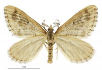 Asaphodes albalineata (male). Geometridae: Larentiinae. 