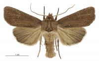 Tmetolophota micrastra (male). Noctuidae: Noctuinae. 