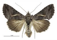 Ctenoplusia albostriata (male). Noctuidae: Plusiinae. 