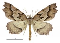 Ischalis fortinata (male). Geometridae: Ennominae. 