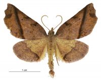 Ischalis gallaria (male). Geometridae: Ennominae. 