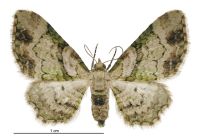 Chloroclystis sphragitis (female). Geometridae: Larentiinae. 
