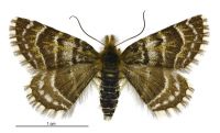 Dasyuris pluviata (female). Geometridae: Larentiinae. 