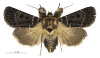Proteuxoa sanguinipuncta (male). Noctuidae: Amphipyrinae. 