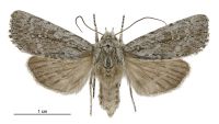 Aletia s.l. temperata (female). Noctuidae: Noctuinae. 
