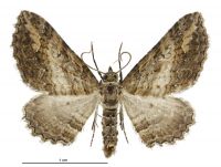 Horisme suppressaria (male). Geometridae: Larentiinae. 