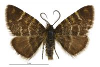 Notoreas atmogramma (male). Geometridae: Larentiinae. 