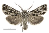 Graphania disjungens (male). Noctuidae: Noctuinae. 