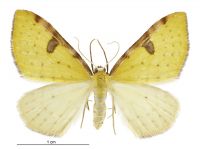 Epiphryne xanthaspis (female). Geometridae: Larentiinae. 