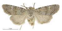 Aletia s.l. argentaria (male). Noctuidae: Noctuinae. 