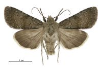 Aletia s.l. moderata (male). Noctuidae: Noctuinae. 