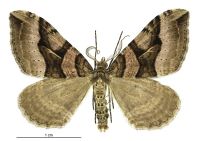 Xanthorhoe semifissata (male). Geometridae: Larentiinae. 