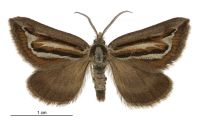 Aponotoreas synclinalis (male). Geometridae: Larentiinae. 