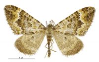 Asaphodes glaciata (male). Geometridae: Larentiinae. 