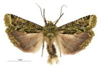 Feredayia graminosa (male). Noctuidae: Noctuinae. 