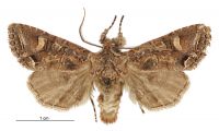 Graphania sericata (male). Noctuidae: Noctuinae. 