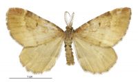 Asaphodes imperfecta (male). Geometridae: Larentiinae. 