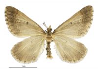Asaphodes frivola (male). Geometridae: Larentiinae. 