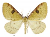 Epiphryne xanthaspis (male). Geometridae: Larentiinae. 