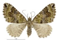 Hydriomena rixata (female). Geometridae: Larentiinae. 