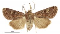 Graphania agorastis (female). Noctuidae: Noctuinae. 