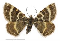 Dasyuris fulminea (female). Geometridae: Larentiinae. 