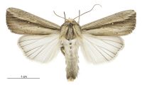 Leucania stenographa (male). Noctuidae: Noctuinae. 