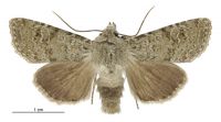 Aletia s.l. lacustris (male). Noctuidae: Noctuinae. 