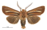 Ichneutica ceraunias (male). Noctuidae: Noctuinae. 