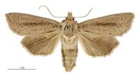 Dipaustica epiastra (female). Noctuidae: Noctuinae. 