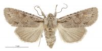 Graphania averilla (female). Noctuidae: Noctuinae. 