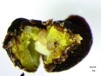Larva consuming Darwin’s barberry seed.