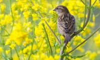 The house sparrow has been the most common species found in gardens across the country. 