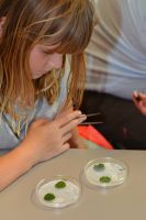 Student examines the results of her insect preferential feeding experiment