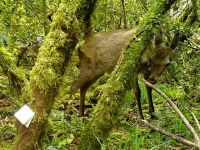 Camera trapping enables easy assessment of large animal abundance