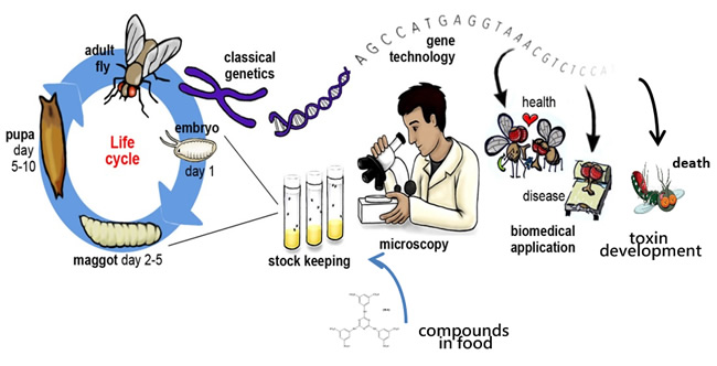 Fruit fly application in drug and toxin discovery 