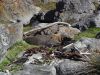 Marine mammal haul-out with a New Zealand fur seal at Turakirae Head, southeast of Wellington (Rowan Buxton)