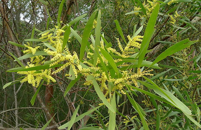Sydney golden wattle in flower. Image: John Tann from Sydney, Australia [<a href=https://creativecommons.org/licenses/by/2.0>CC BY 2.0</a>, via Wikimedia Commons