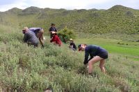 Gavin Loxton and helpers releasing the clearwing moth in the Mackenzie Basin