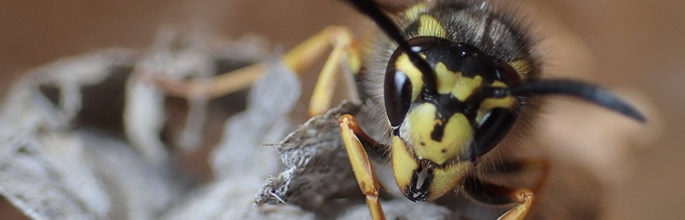 A queen German wasp, <em>Vespula germanica</em>.