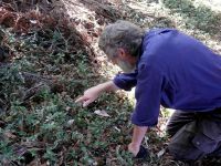 Summer activities - observing tradescantia