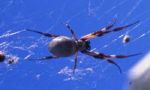 Golden orbweb spider